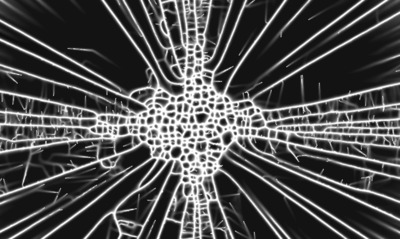 Physarum-Simulations